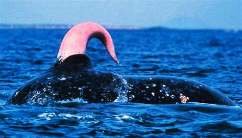 penis baleine|Baleen whale